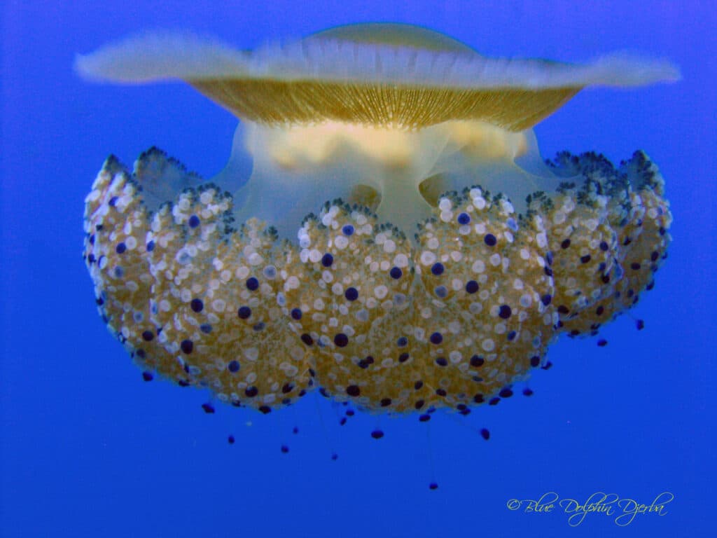 Scuba Diving Djerba 1