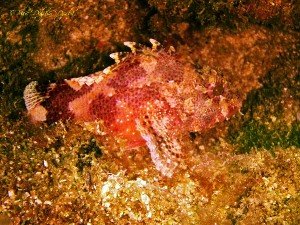 Scuba Diving Djerba 2
